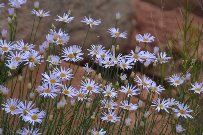 The Watchman Trail 